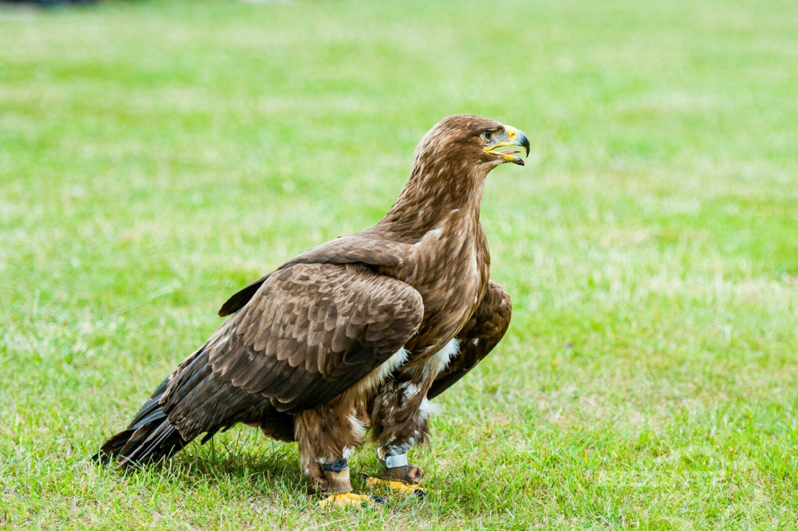 Culebrera Europea