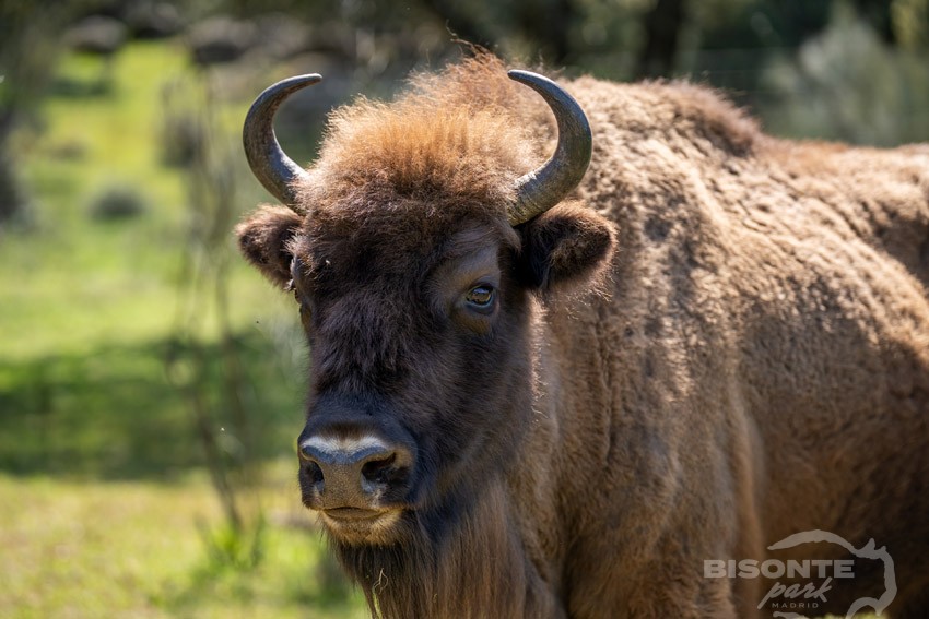 Bisonte posando :)