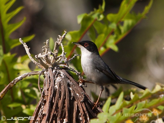 Curruca Cabecinegra