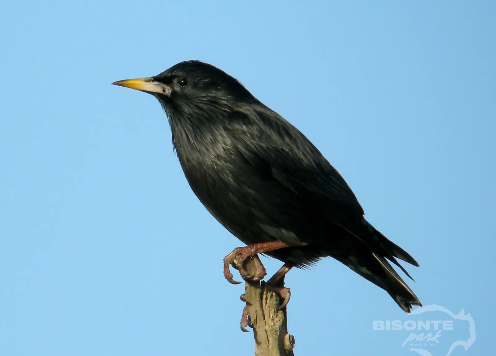 Estornino Negro