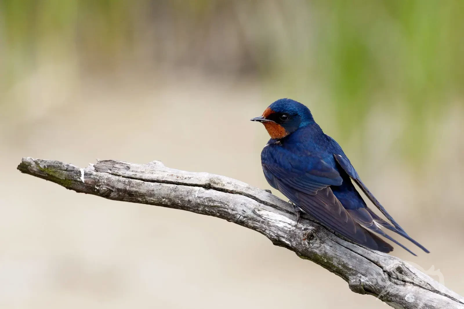Golondrina Común