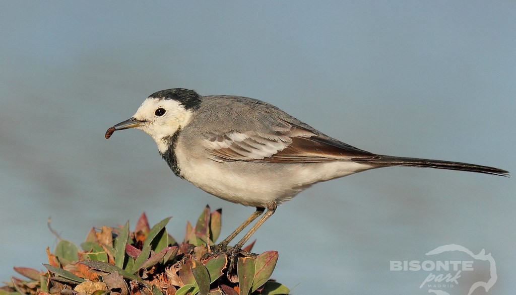 Lavandera Blanca