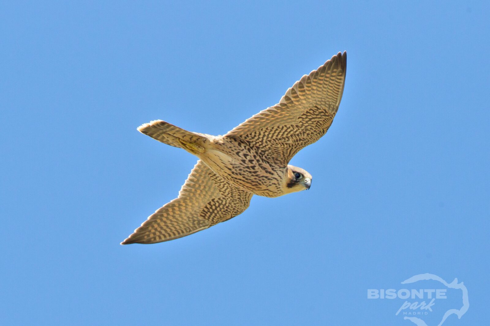 Halcón Peregrino