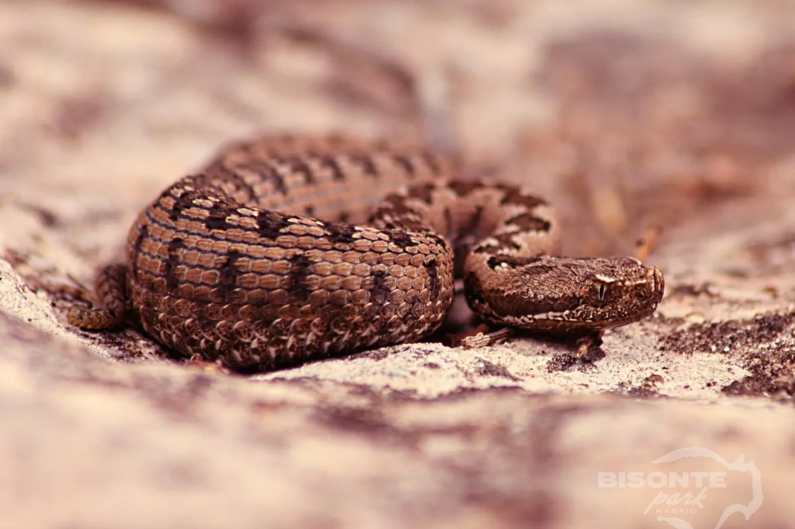 Reptiles en Bisonte Park Madrid