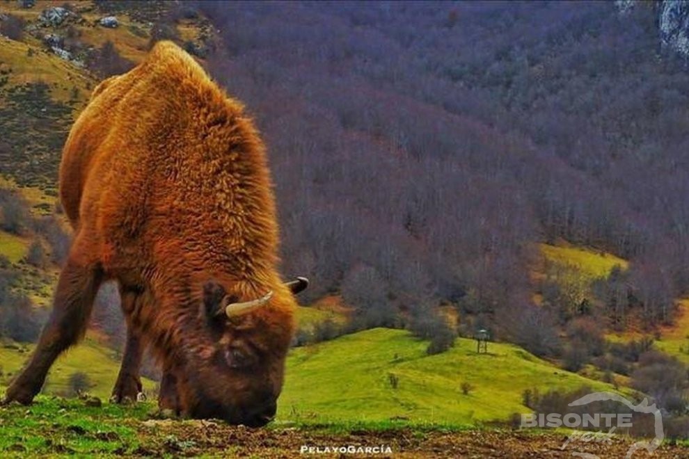 El ADN ambiental demuestra que el bisonte europeo vivió en el cantábrico -Foto Pelayo García